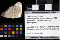 Foto (Objket + Etiketten) von Cracensigillatus acutirostris (Moericke, 1889) 